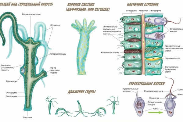 Сайт kraken зеркала