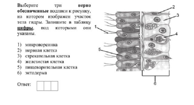 Кракен сайт в тор браузере ссылка