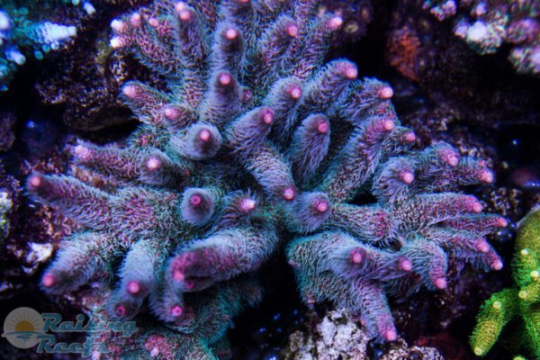 Kraken darknet зеркала кракен обход